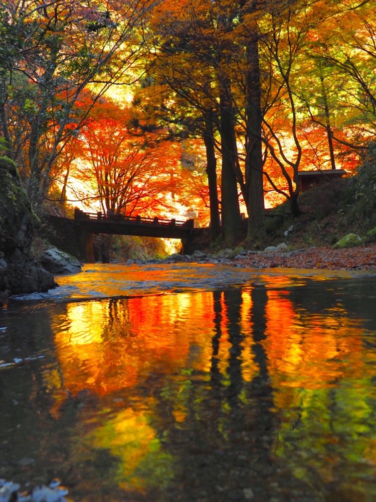 [画像1]栃木県佐野市の蓬莱山の渓流川面に映り込んだ紅葉🍁を波がグラデーションを広げてます。こんな彩りの季節は日本ならではでは？