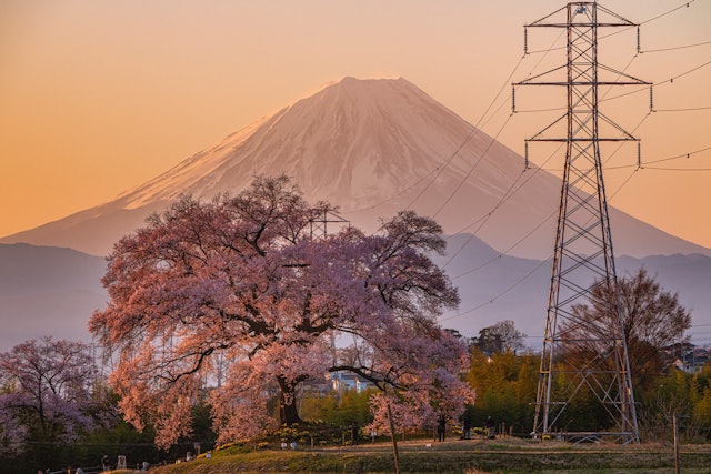 [Image1]「日本の春が美しい」朝日の出の富士山とー本木桜陽の光を浴びて綺麗な桜。山梨県韮崎市にて撮影
