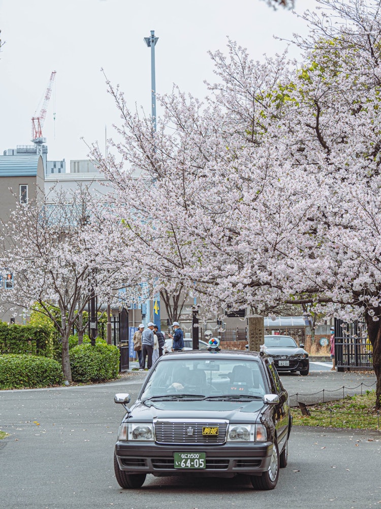 [相片1]這是櫻花盛開的舊櫻宮公會堂前的風景。一輛計程車立即進入大樓的前面，這似乎進一步強調了安靜的氣氛。