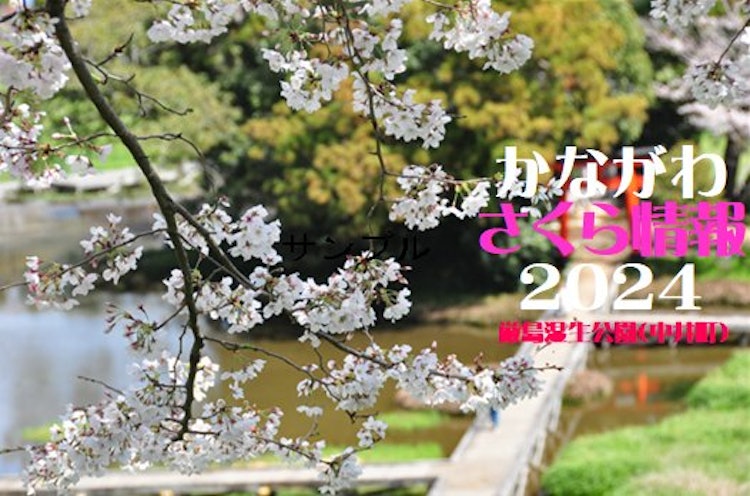 [画像1]桜の季節がやってまいりました！「観光かながわNOW 」のホームページにて神奈川県内の「桜」の開花情報などをお届けしております！是非ご覧ください！