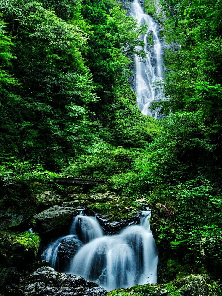 [画像1]岡山県真庭市にある「神庭の滝」は高さ１１０ｍ、幅２０ｍで、中国地方随一の名瀑。 滝の中央には黒い岩が突起し、落下する水しぶきに逆らって昇る鯉に似ているので「鯉岩」と呼ばれています。