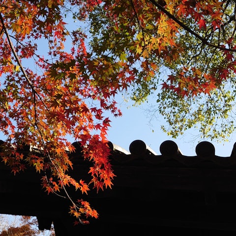 [画像1]秋月の紅葉。友人が連れて行ってくれてから25〜6年ぶりの秋月。