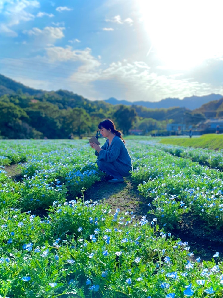 [相片1]在吉甘寺公園的藍色地毯上 🤗在鹿兒島市地幹寺公園約3，500㎡的花田裡，清爽的線蟲花朵正在生動地綻放，景色🥰美妙。