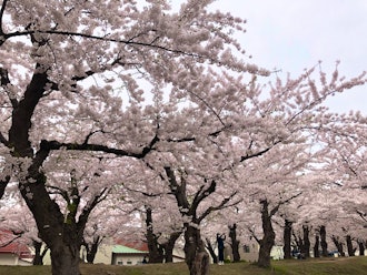 [相片1]在TCA札幌营业所领队非常活跃。在北海道和日本其他地区飞行我们将为您提供充实的旅行。您可以重新发现每个地区的魅力干得不错，不是😍吗？照片在北海道函馆。五棱郭公园的樱花函馆山的夜景 ✨