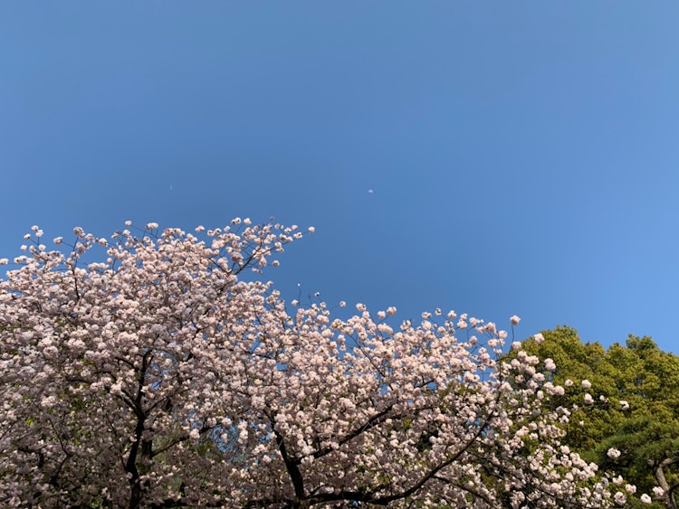 [相片1]在皇居外花园这是八重樱和月球的合作