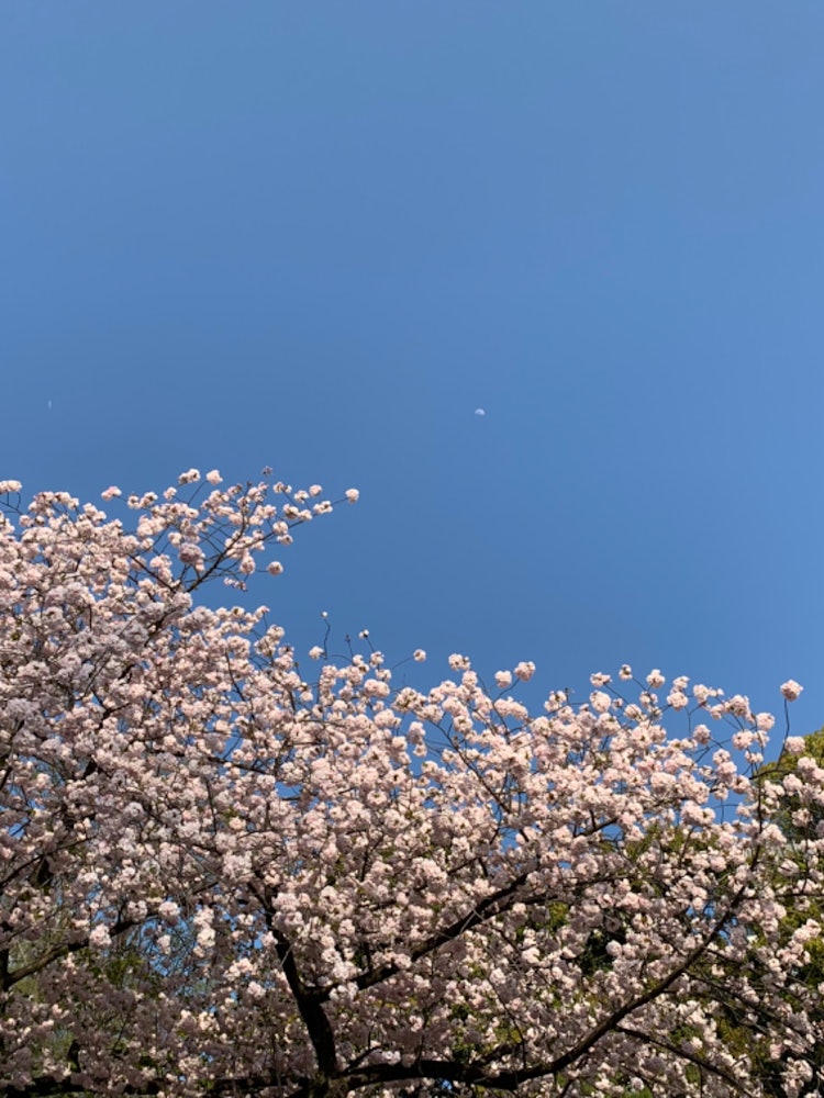 [相片1]在皇居外花园这是八重樱和月球的合作