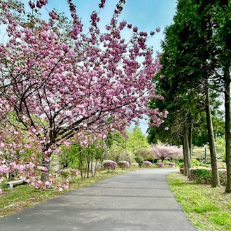[画像1]「第76回松前さくらまつり」は5月6日をもちまして終了となりました。期間中は多くのお客様にお越しいただき公園内も大変賑やかになりました✨イベントとしては昨日で一区切りとなりましたが遅咲きの桜はもう少し
