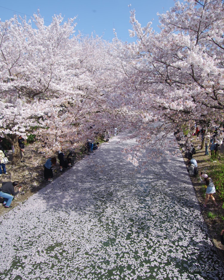 [相片1]伏見十國船雖然被稱為櫻花隧道，但河面也被染成櫻花色。只有在盛開的櫻花即將結束的那一刻，才是一種樂趣。
