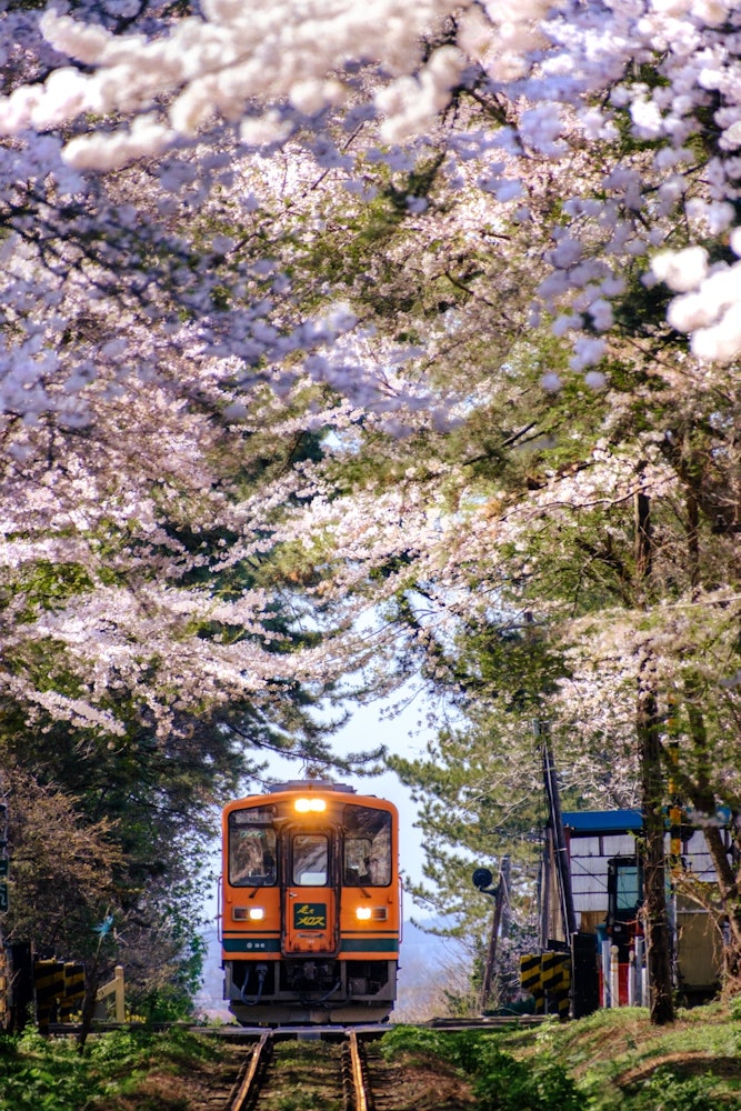 [相片1]青森縣五所河原市蘆野公園站 津輕鐵路“Run Meros”穿過盛開的櫻花。
