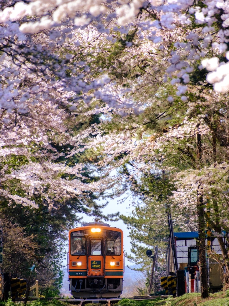 [画像1]青森県五所川原市芦野公園駅　満開の桜の中を津軽鉄道「走れメロス号」が走ります。