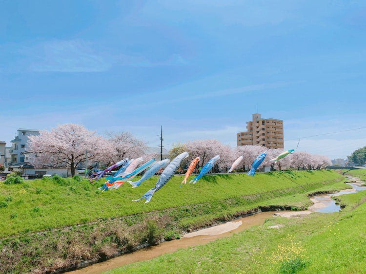 [이미지1]히로시마시에서 이맘때 며칠 동안만 볼 수 있는 벚꽃과 잉어 깃발의 콜라보레이션입니다.강의 시냇물도 기분 좋고, 최고의 힐링 스폿입니다.