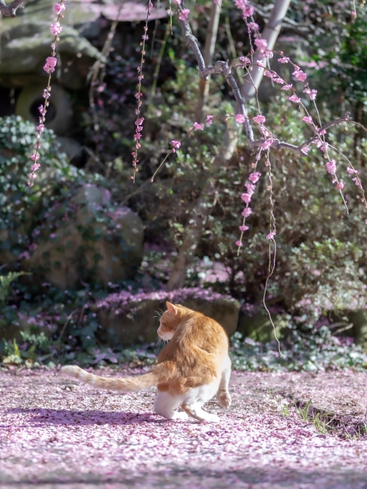 [Image1]Weeping Ume Plum in Yagi on Awaji IslandThere was a cat, but it came to the Ume Plum for about 10 se