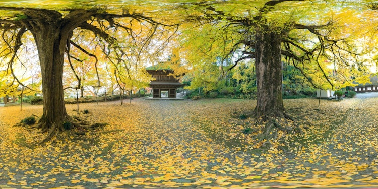 [이미지1]도쿄 아키루노시의 고토쿠지 사원에 있는 300년 된 은행나무