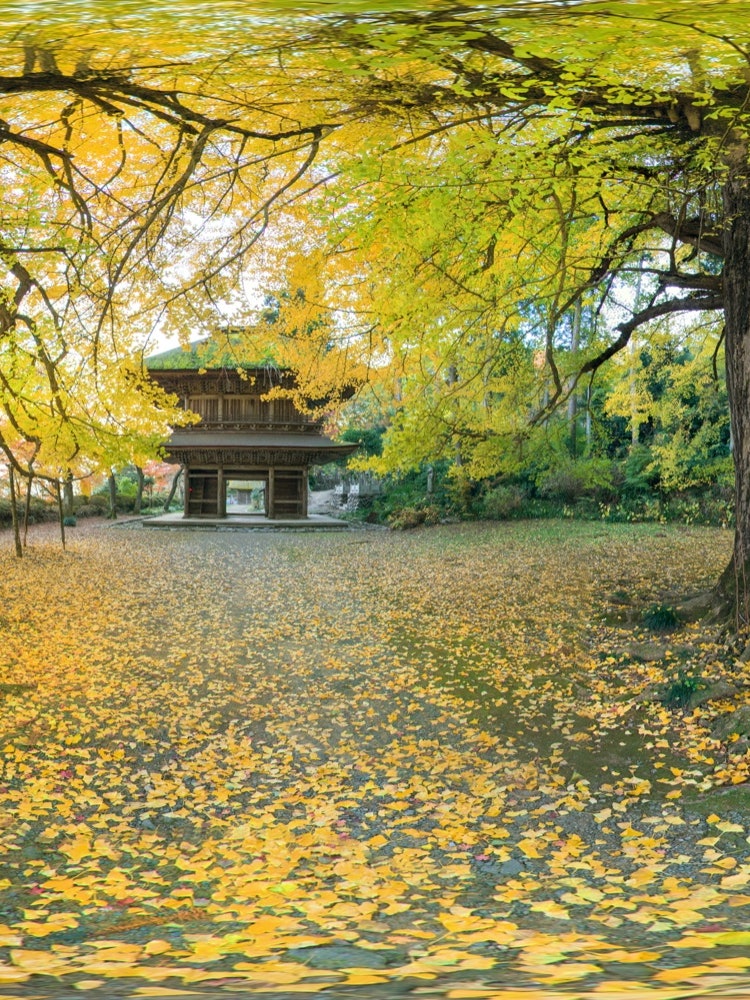 [画像1]東京都あきる野市にある広徳寺の樹齢300年の大銀杏