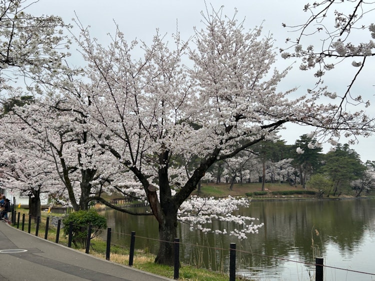 [相片1]這是春天獨有的櫻花，我拍了一張照片，讓它後面的湖泊與背景中的主要櫻花相得益彰。