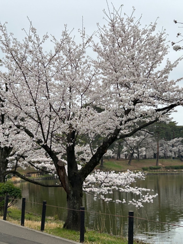 [Image1]It is a cherry blossom unique to spring, and I took a picture so that the lake behind it complements