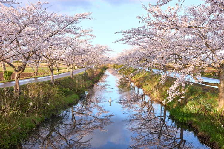 [이미지1]아오모리현 가미키타군 도호쿠초에 있는 하나키리강입니다.오가와라 호수로 이어지는 개울로 송어 낚시로 유명합니다.봄에는 양쪽 강둑에 벚꽃이 피고, 바람이 불지 않는 날에는 사진과 같이