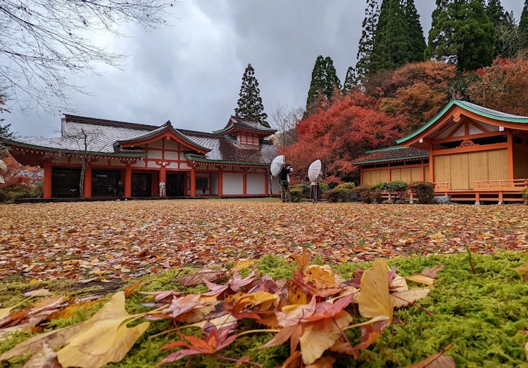 [相片1]当我搜索熊本县的红叶景点时，这个地方排名第一。 八代市的御所。 秋天的红叶很美妙，铺着红🍁地毯的海克村值得一看和治愈。 #智能手机拍摄