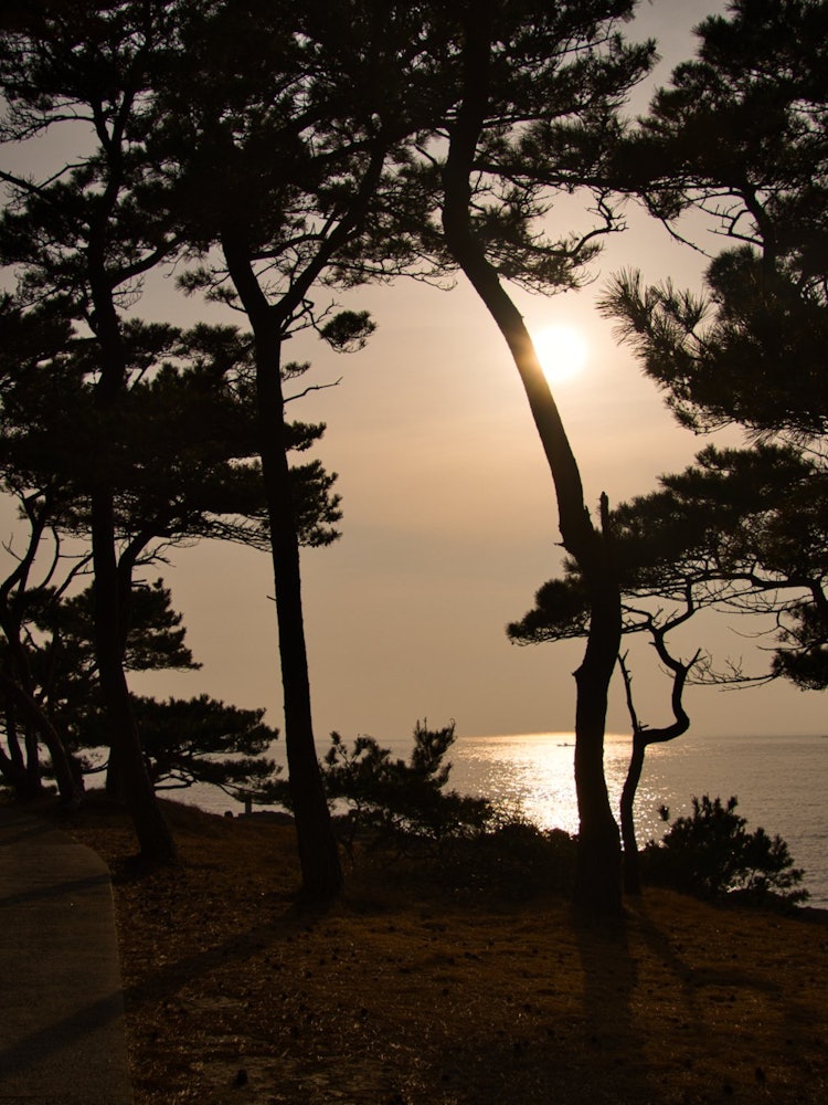 [相片1]島根縣出雲市的松樹林和日落。黑松的輪廓，日本島根縣的縣樹在大海的背景下閃耀。推薦的一點是在長廊上悠閒地散步很舒服。