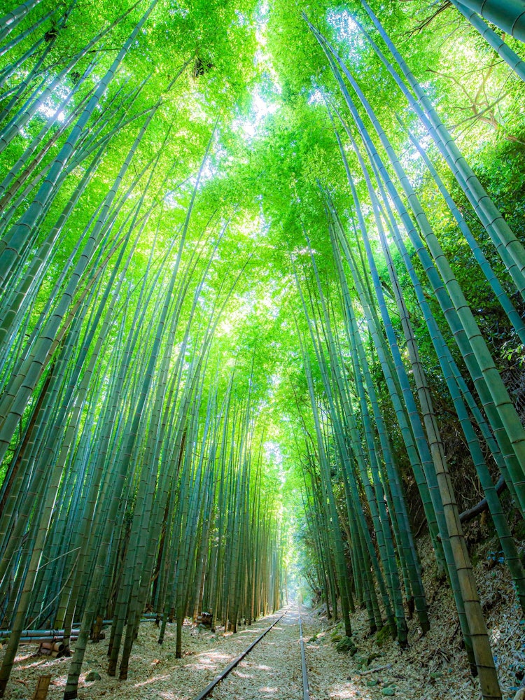 [Image1]Scenery of old railway tracks and bamboo forest(3)In Tottori
