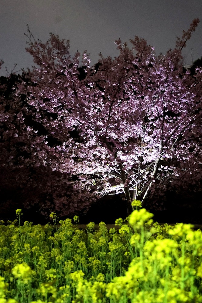 [相片1]我去了靜岡縣濱松市的東大山河津櫻花節。 我發佈它是因為我認為晚上的風景比白天更美妙，而且油菜花盛開，對比度很好。