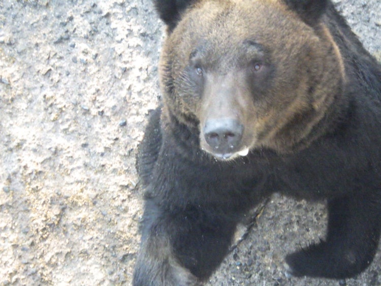 [相片1]熊也有眉毛？！