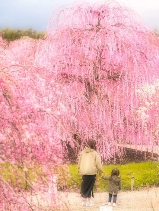 [相片1]鈴鹿森林花園， 三重縣二月是梅花季節，觀賞梅花的最佳時間即將😌開始。