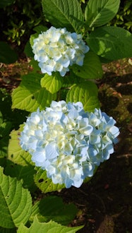 [Image1]It was blooming in the flower bed of the local museum in Tochigi City. The rainy season was about to