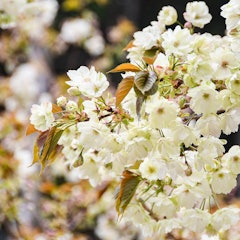 [画像2]こんにちは！ 昇仙峡観光協会です。 現在、金櫻神社の御神木「金櫻」が見頃を迎えています。黄金味を帯びた淡い黄色の鬱金桜は神秘的で、まさに金運上昇のパワーポットです。手前の八重桜も開花し始めていますので