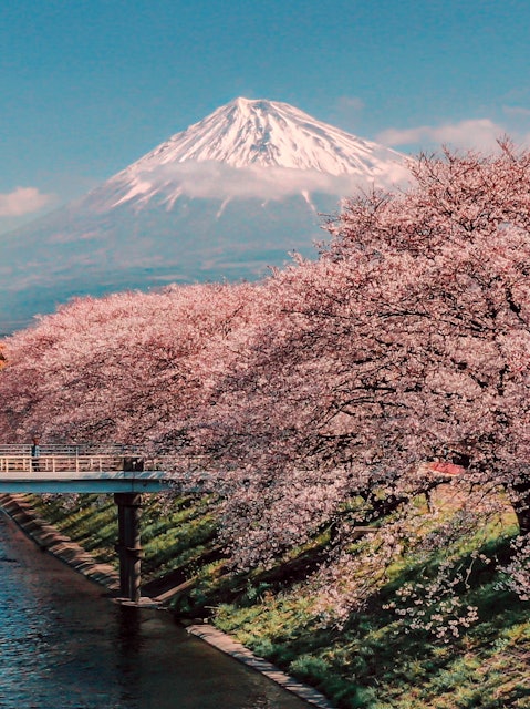 [画像1]日本の誇り「富士山」と「桜」が撮れる春っていいね😊静岡県富士市　潤井川