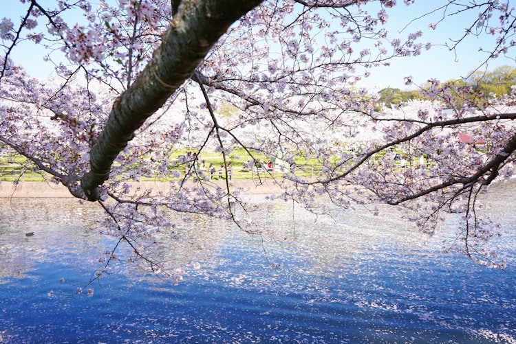 [相片1]天气很好，所以我在附近拍了📸一张照片。这里的立冈自然公园的樱花每年都很拥挤=(^.^)=