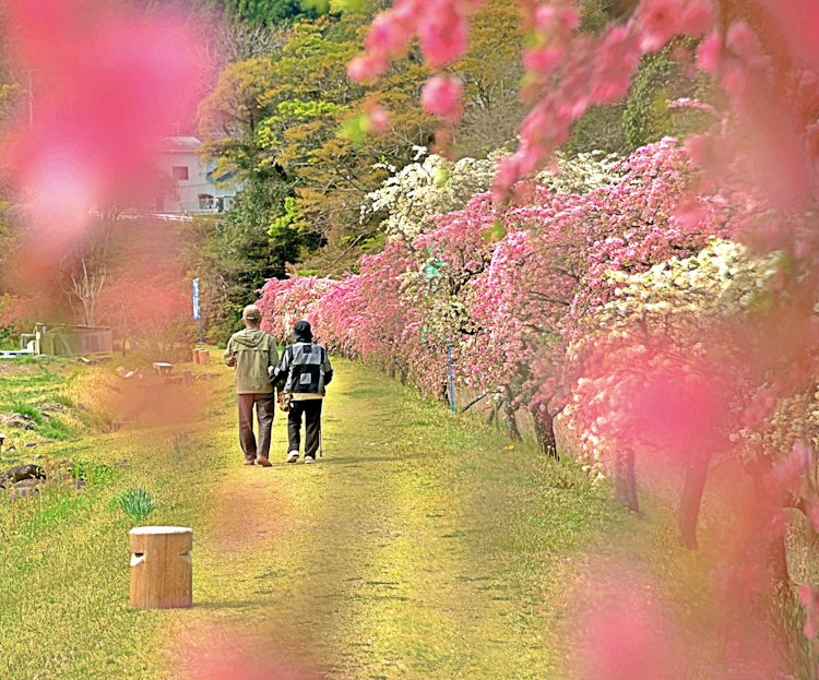 [画像1]愛知県新城市新城市玖老勢を流れる海老川沿いの「しだれ花桃の里」に行って来ました。川の両側に赤や白やピンクと綺麗な花桃が咲いてます。この地区のボランティアの方々が大切に育ててるようです。咲き誇る花桃を観
