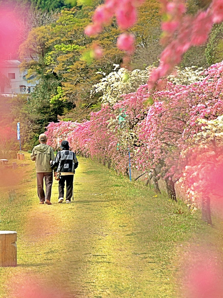 [画像1]愛知県新城市新城市玖老勢を流れる海老川沿いの「しだれ花桃の里」に行って来ました。川の両側に赤や白やピンクと綺麗な花桃が咲いてます。この地区のボランティアの方々が大切に育ててるようです。咲き誇る花桃を観