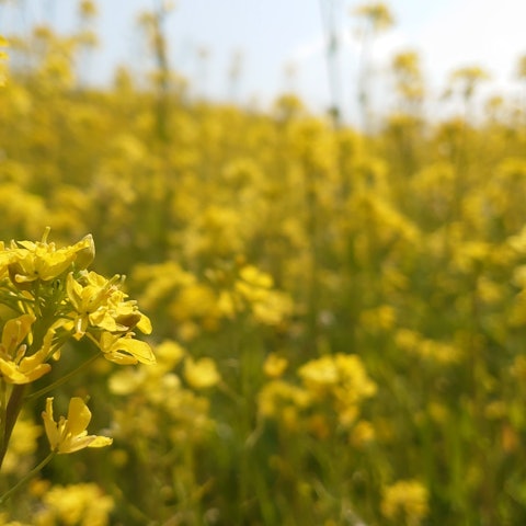 [Image1]Seasonal flowers. ↓Rape blossoms, beautiful blooms, what do you think?