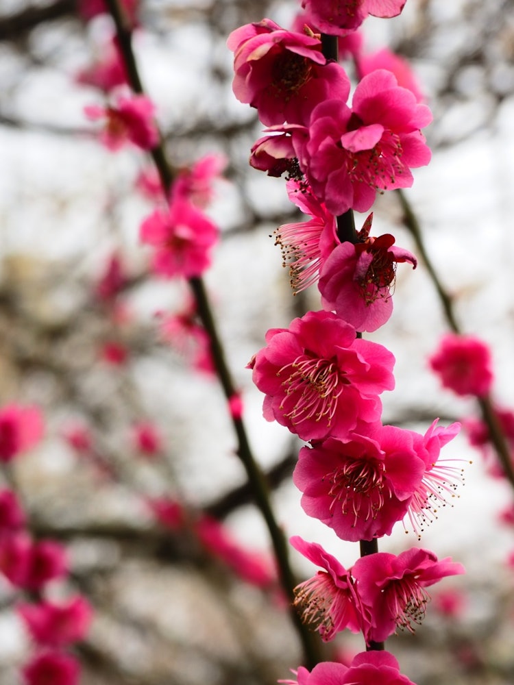 [Image1]Colored springI'm taking this photo at Jindai Umenosato Park in Tsuyama City.It was cloudy, so the r