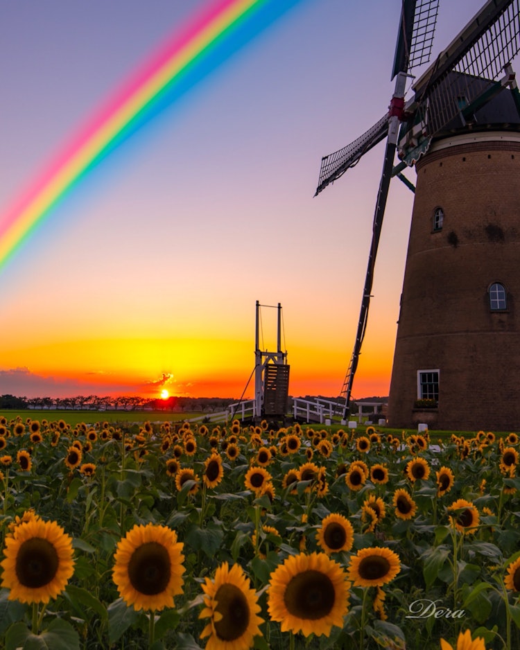 [Image1]Summer of JapanFrom Sakura Furusato SquareA rainbow appears in the sunset view of the sunflower fiel