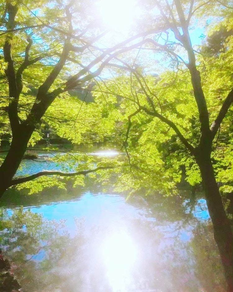 [相片1]這張照片是在町田的藥師池公園拍攝的。水面在陽光下透過樹木閃閃發光，很美。