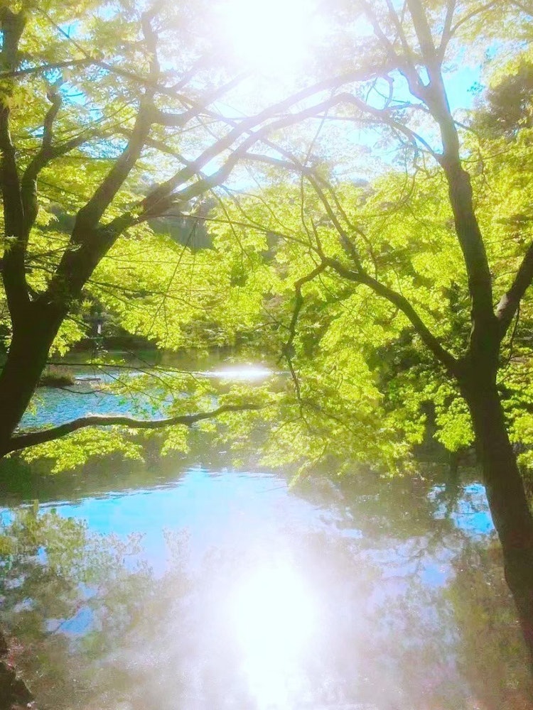 [Image1]This photo was taken at Yakushiike Park in Machida.The surface of the water shining in the sunlight 