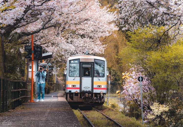 [相片1]春季旅行櫻花、攝影師和火車的合作在岡山
