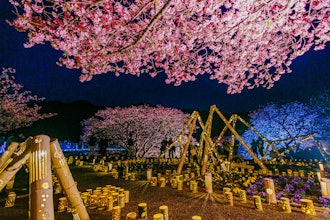 [相片1]第26屆南方的櫻花和油菜花節2/17 夜櫻燈，夜櫻竹燈拍攝者： Otsuka Tokiya