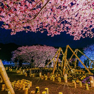 [Image1]The 26th Minami Cherry Blossom and Rape Blossom Festival2/17 Night Cherry Blossom Light Up, Night Ch