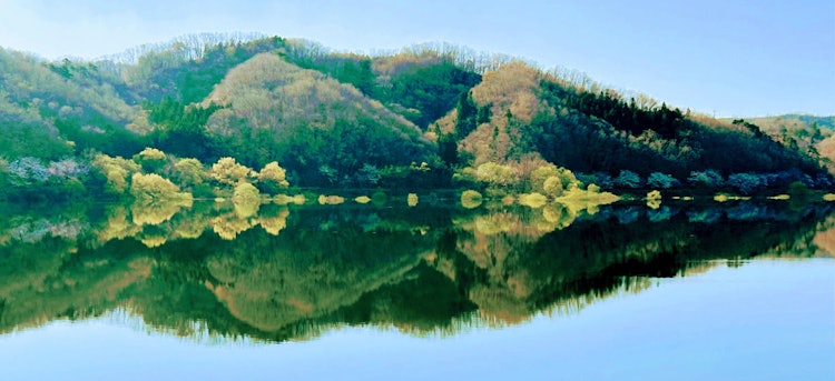 [相片1]《清明之劍（鶴木）》當東北處於萌芽狀態時路過的湖面上，清晨的陽光倒映著洋蔥色的寶劍。