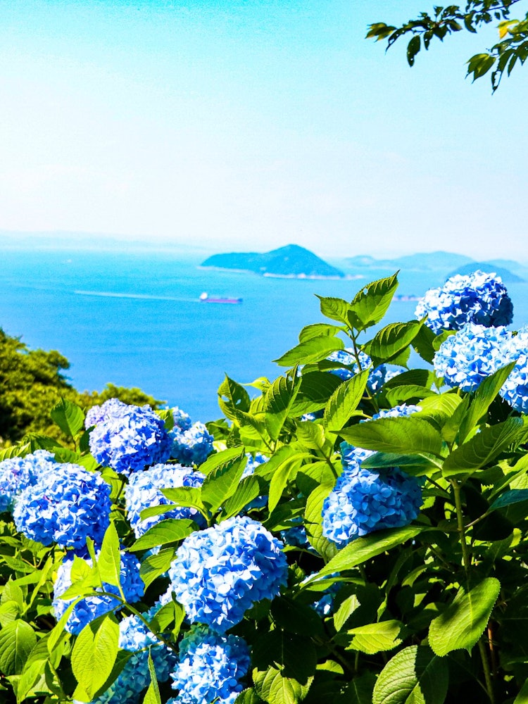 [画像1]香川県三豊市の紫雲出山桜の観光名所として有名ですが紫陽花も有名なスポットです。