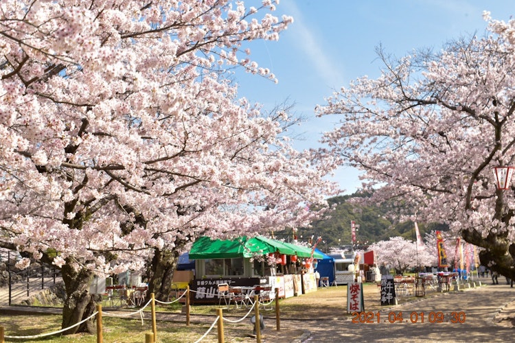 [Image1]When you pass the Kintai Bridge, the cherry blossom road awaits you immediately. If you go all the w