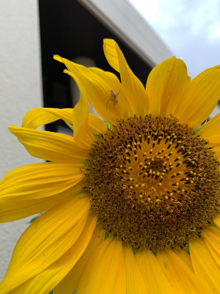 [相片1]向日葵帖子是第二張照片。 花瓣上有一隻蜘蛛。 等待餵食。