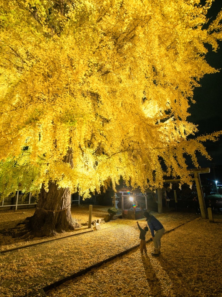 [이미지1]와카야마 현의 Nyu Sakuden Shrine에 있는 은행나무.멋진 은행 나무는 노랗게 염색됩니다.밤에는 조명이 켜집니다.사람을 넣으면 대비되는 크기를 볼 수 있다고 생각합니다.
