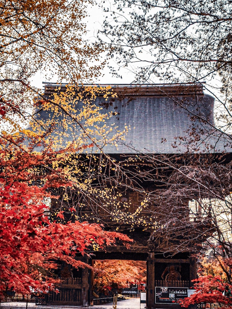 [画像1]九品仏の浄真寺。立派な山門と、散りかけだけど美しい紅葉が合わさり迫力のある風景でした。都心の高層ビル群もそうですがこちらもまた別の東京都心です。