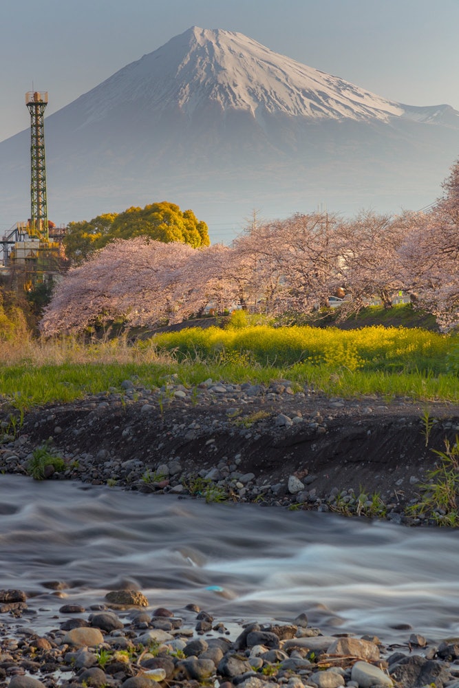 [相片1]🗻 富士山和今天早上树木成荫的樱花。富士， 静冈县