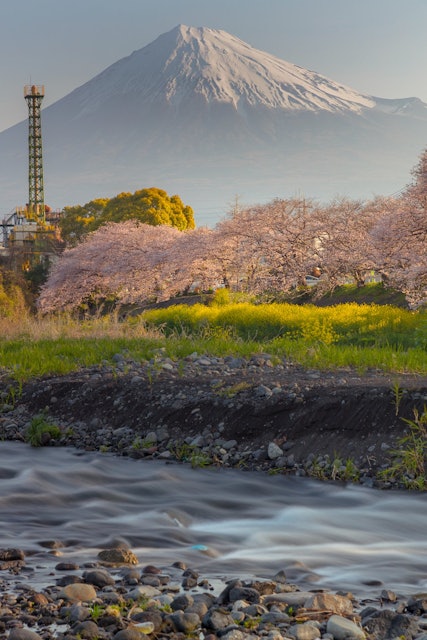 [画像1]今朝富士山🗻と並木桜.静岡県富士市