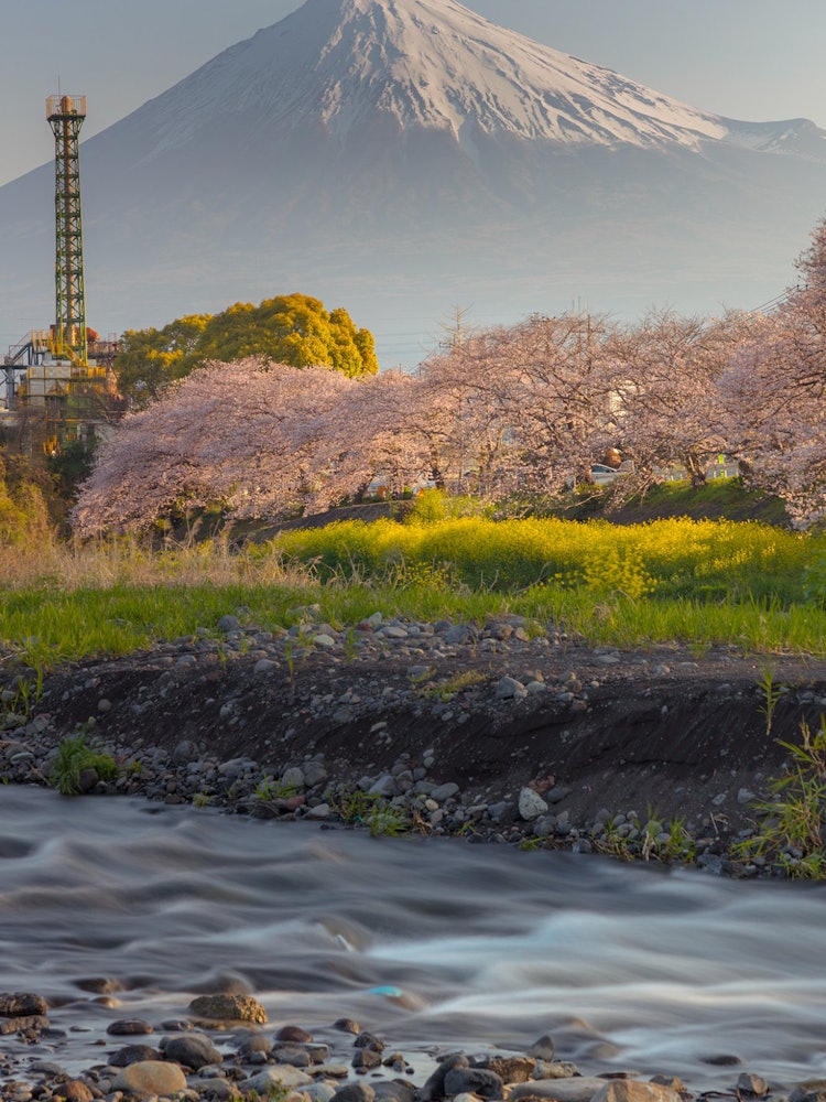[Image1]Mt 🗻. Fuji and the cherry blossoms lined with trees this morning.Fuji, Shizuoka